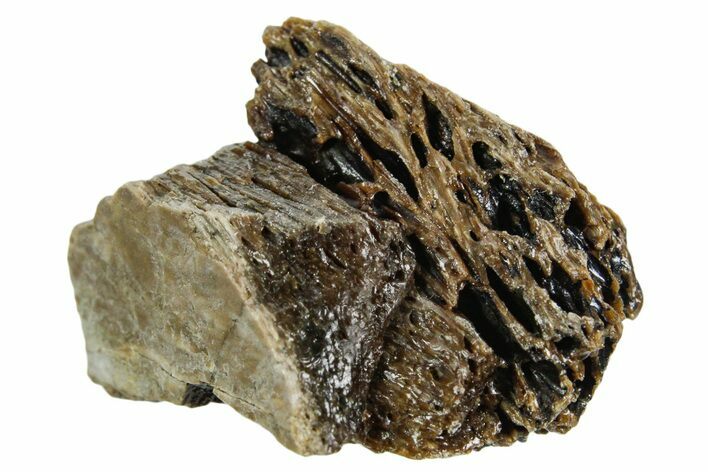 Fossil Tyrannosaur (T rex) Bone Section - Wyoming #352939